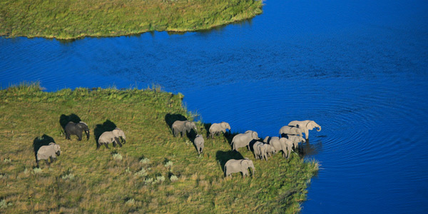 Elephants at Savute, Botswana