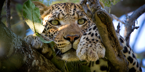 Leopard at the Wilderness Vumbura Plains camp in Botswana - Photo by Dana Allen