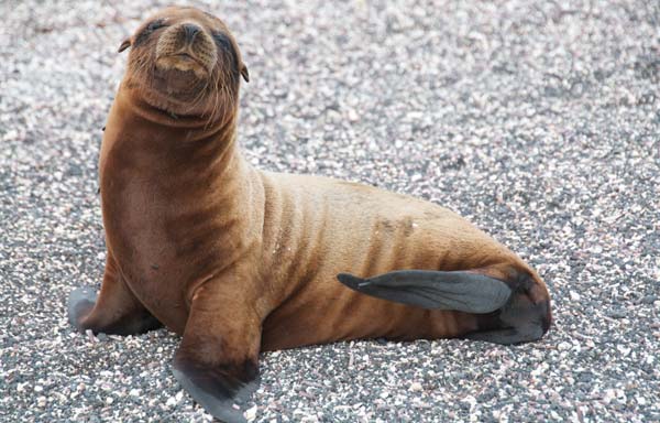 galapagos